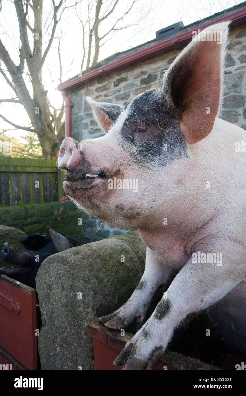 Gloucester old spot pig looking over the side of the stye Stock Photo