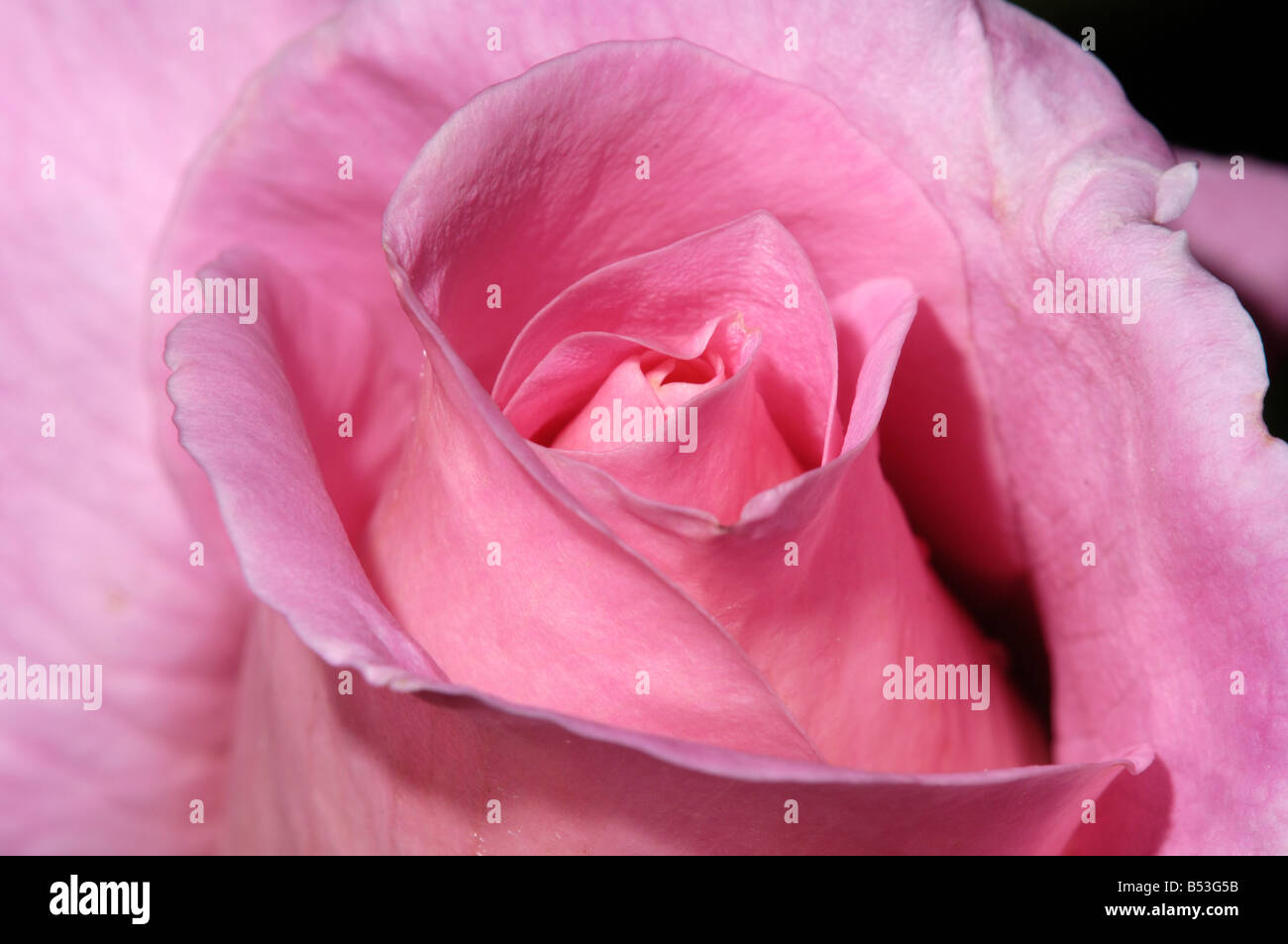 newly opened rose Stock Photo Alamy