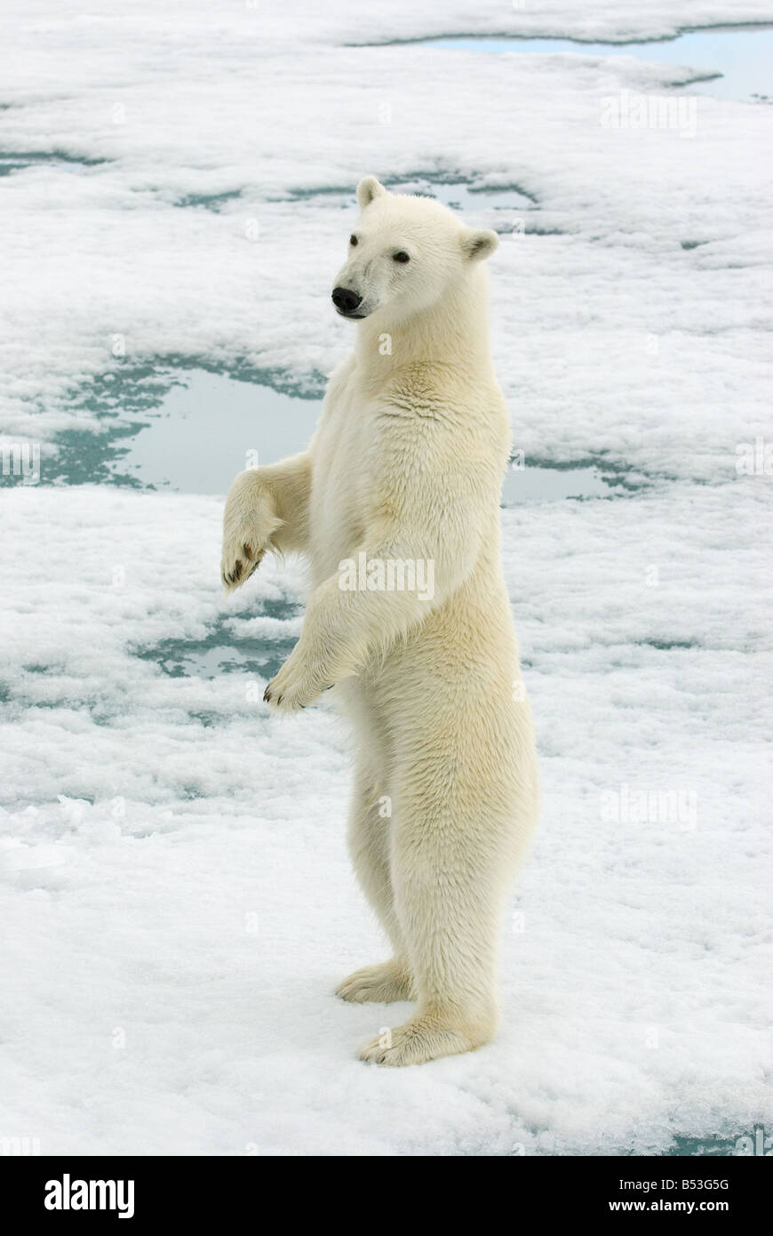 polar bear standing on hind legs / Ursus maritimus Stock