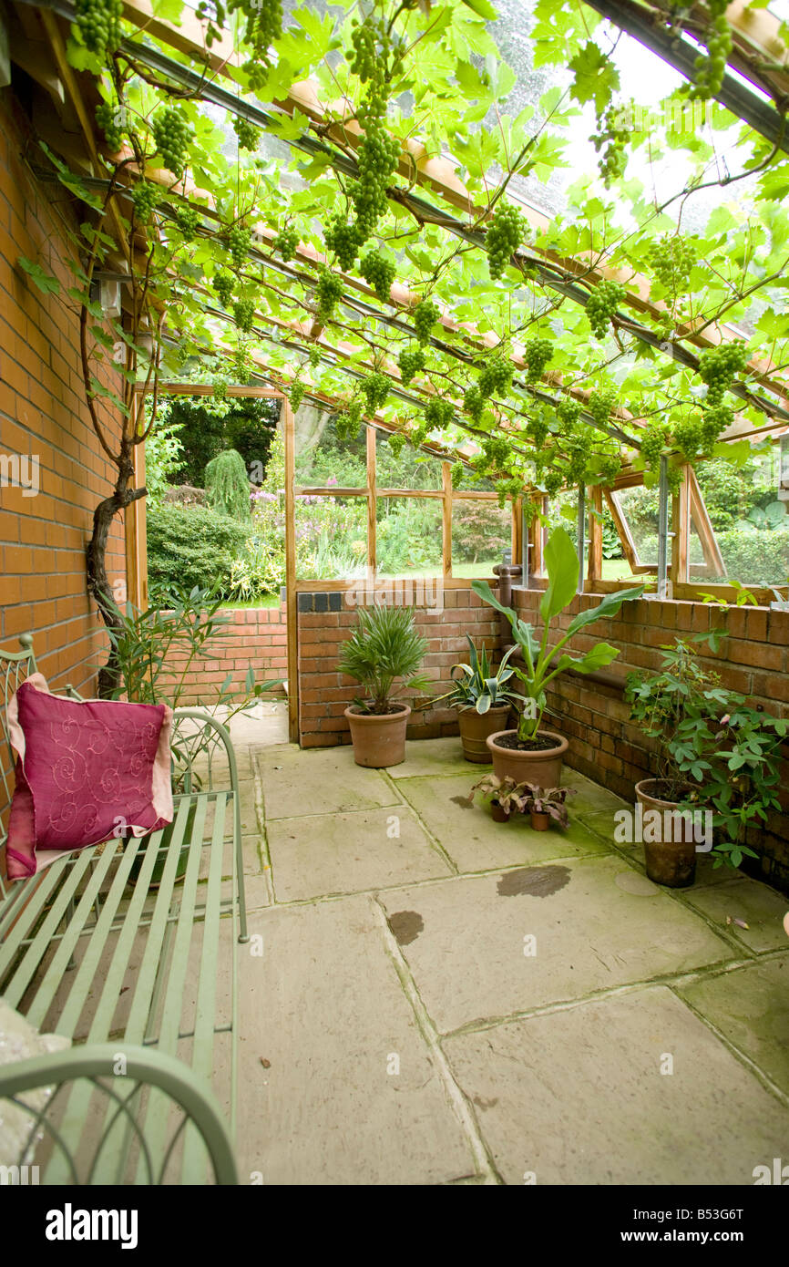 Grapevine in a greenhouse hires stock photography and images Alamy