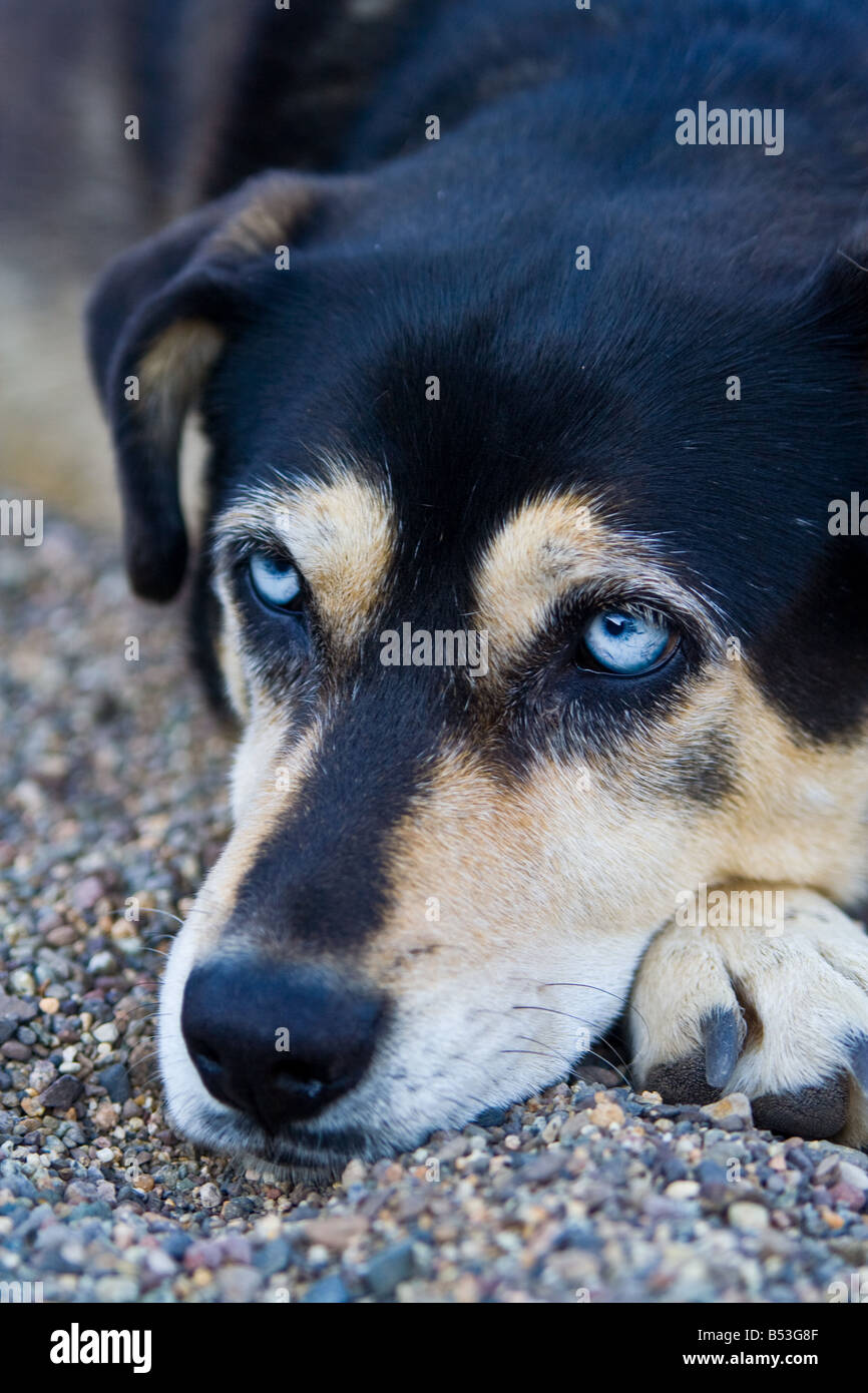 Cute dog with blue eyes resting and thinking Stock Photo