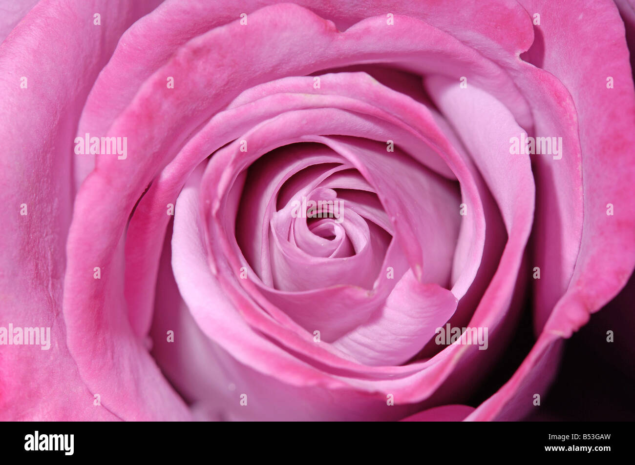 newly opened rose Stock Photo Alamy