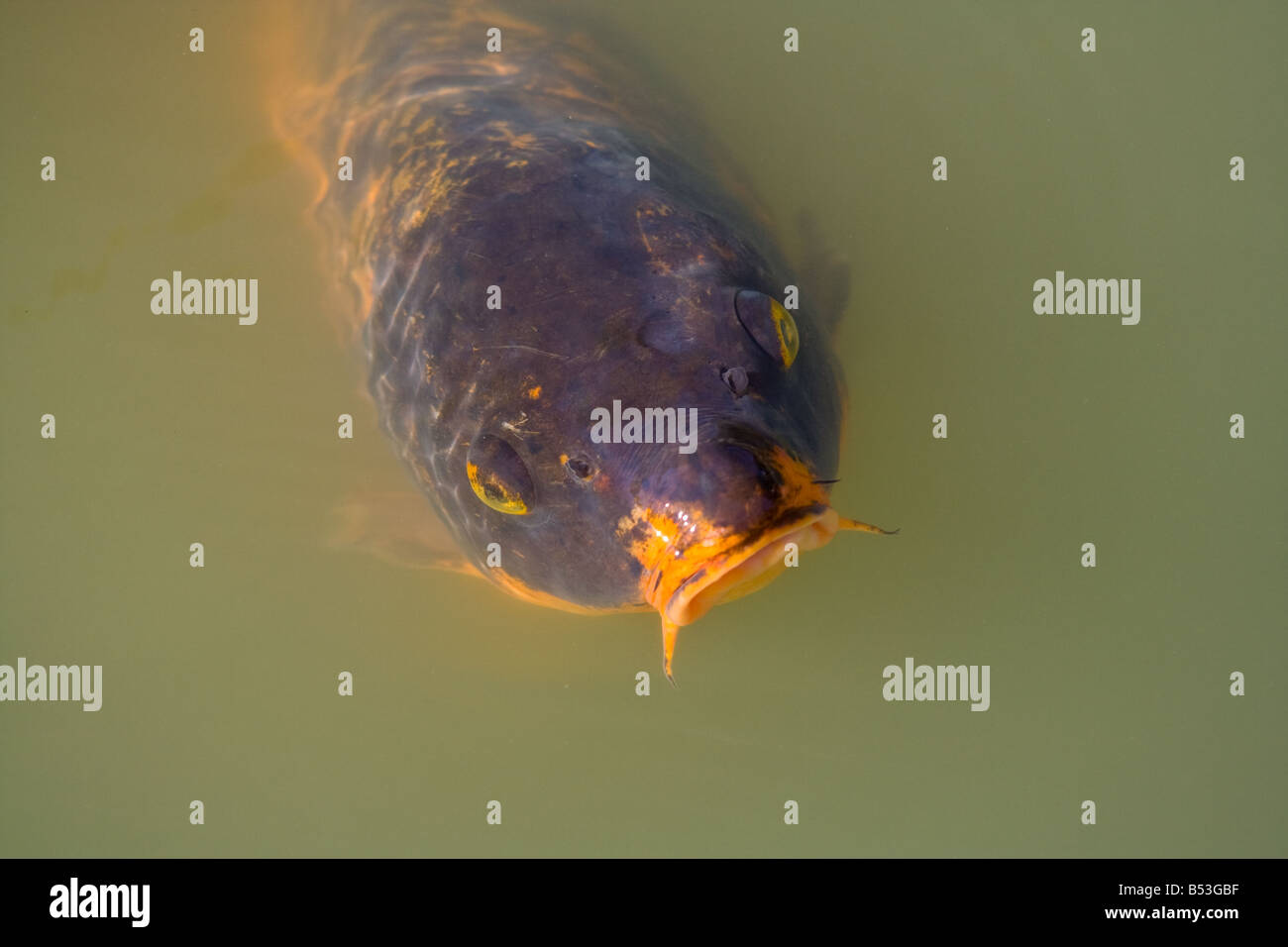 Koi fish waiting for some food Stock Photo - Alamy