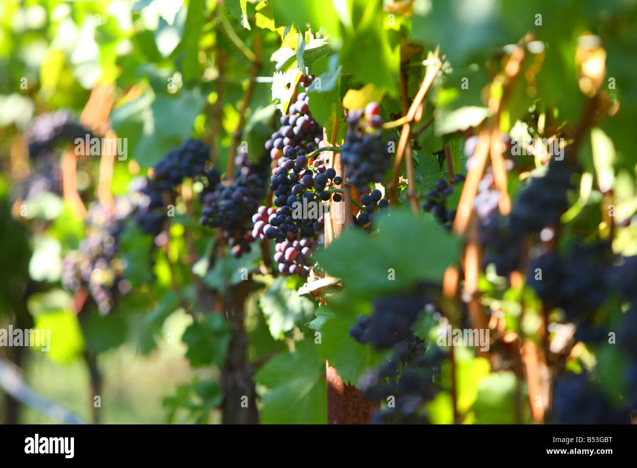 Pinot Noir grapes Willamette Valley Oregon USA Stock Photo