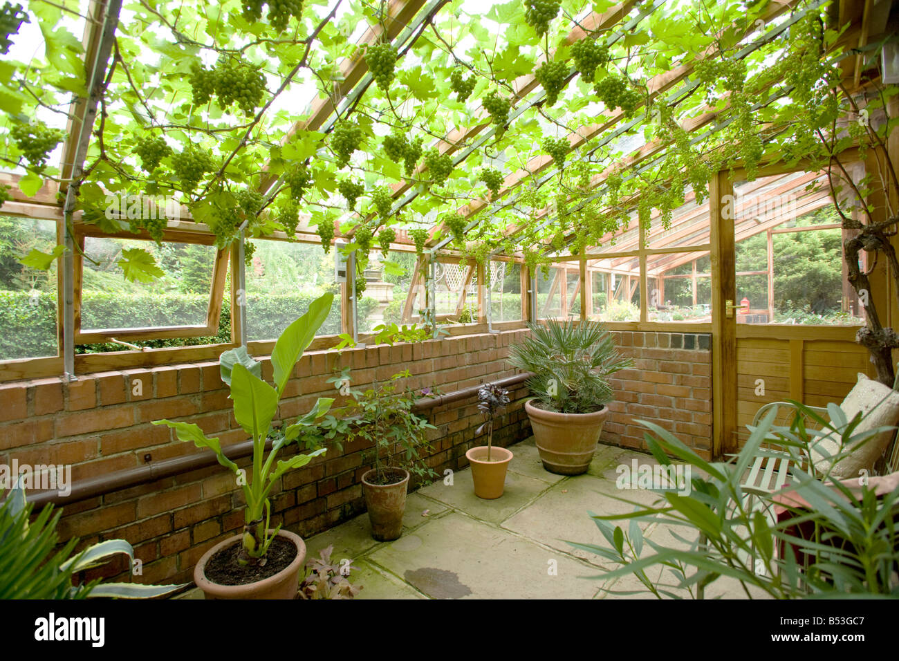 Grapevine in a greenhouse hires stock photography and images Alamy