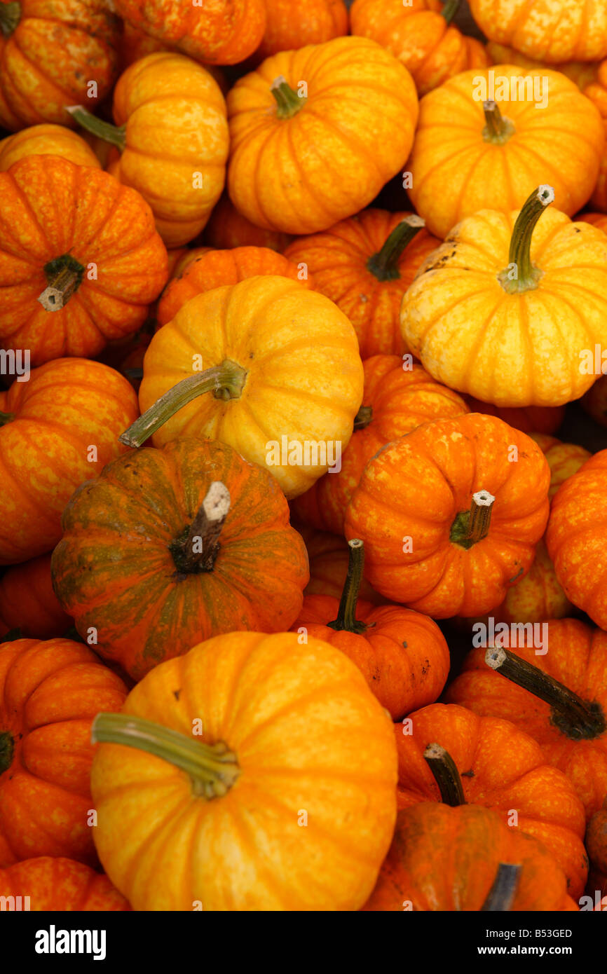 Close up texture of small orange pumpkin gourds Stock Photo
