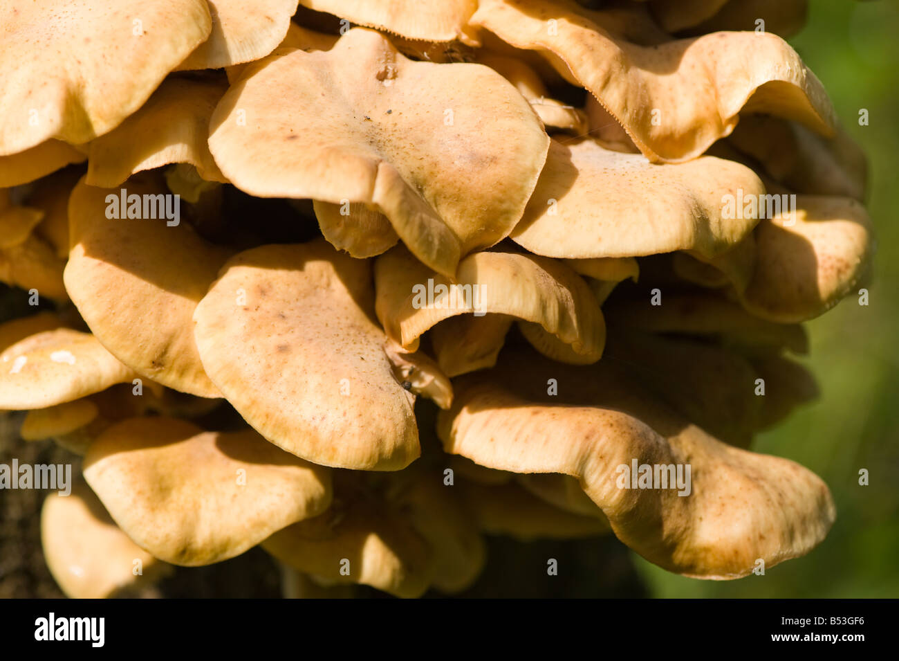Honey Fungus Stock Photo