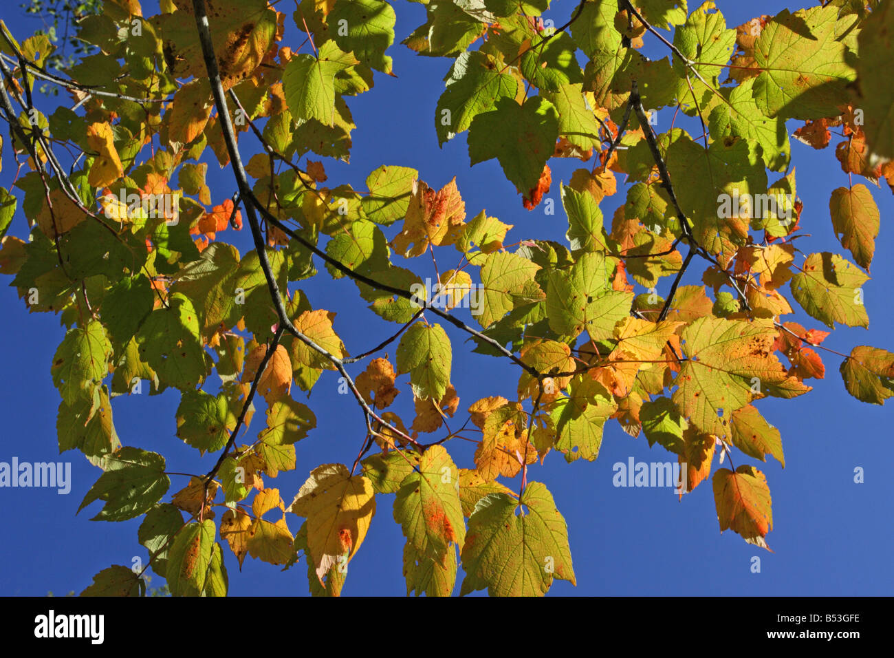 Fall colour leaves red yellow and orange and green against a clear blue sky Stock Photo
