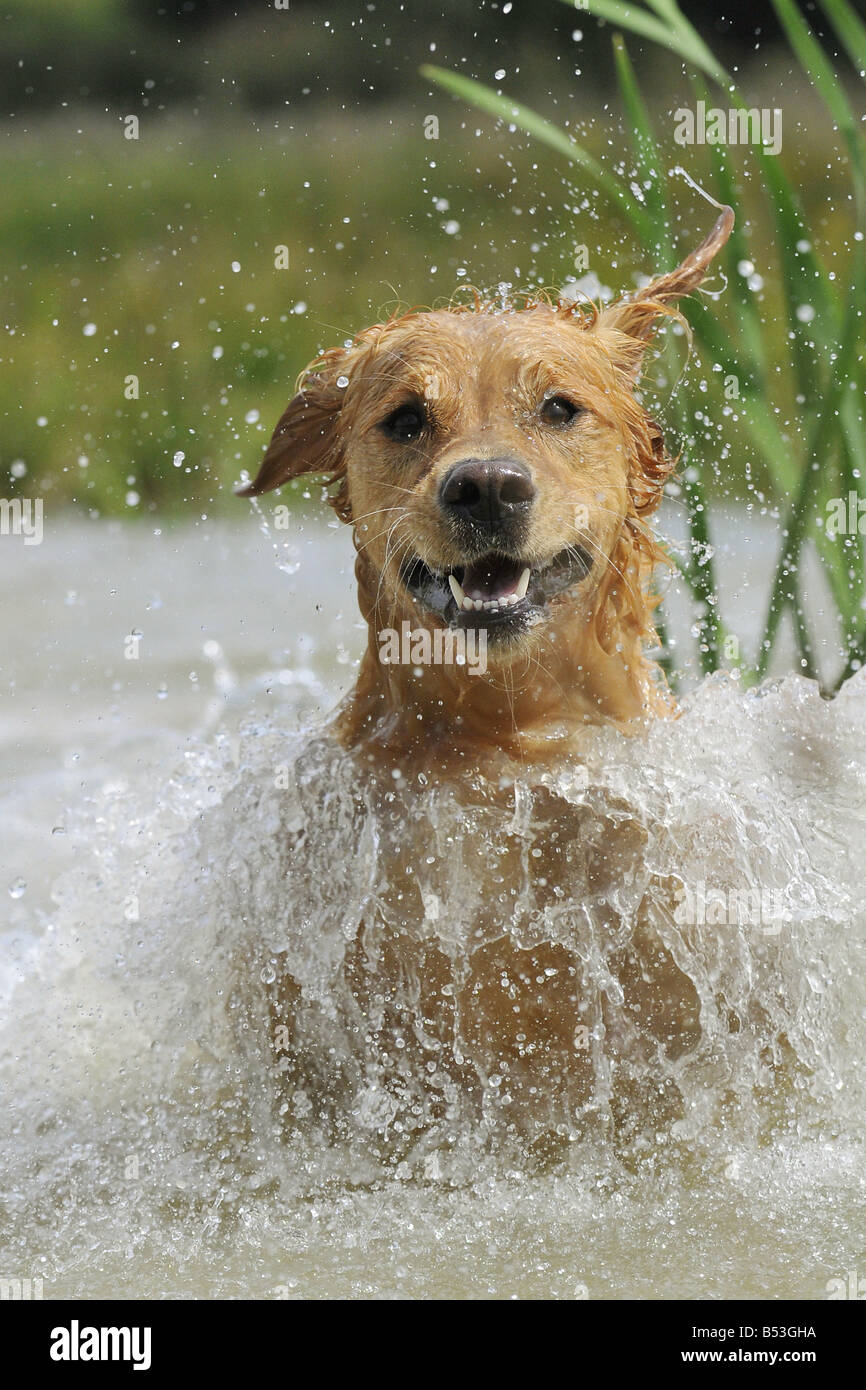 Golden Retriever - running in water Stock Photo - Alamy