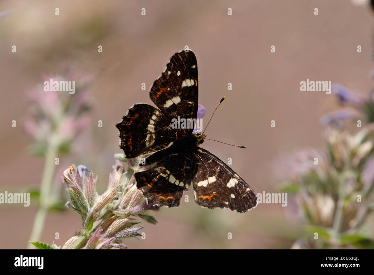 Araschnia levana f prorsa, the summer generation of Araschnia levana, the Map Butterfly Stock Photo