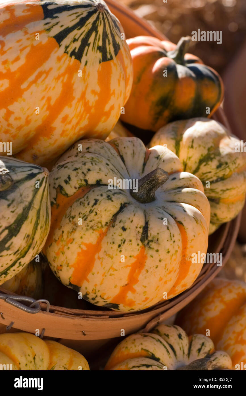 Pumpkin display at the local county Pumpkin festival Stock Photo - Alamy