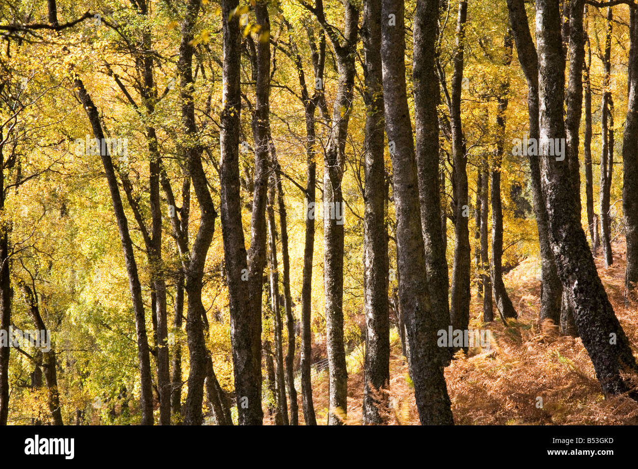 Birch woodland in Glen Lyon Stock Photo