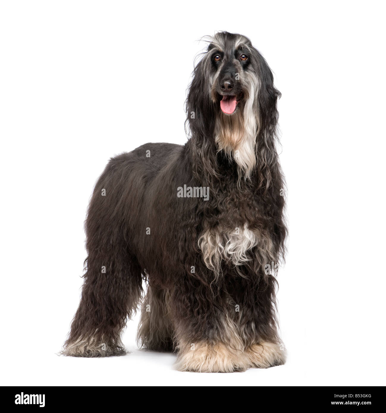 Afghan Hound 7 years in front of a white background Stock Photo
