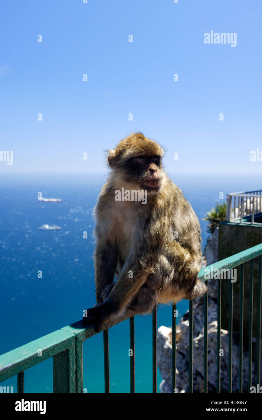 Barbary macaque, Macaca sylvanus, sitting on railing, Gibraltar Stock Photo