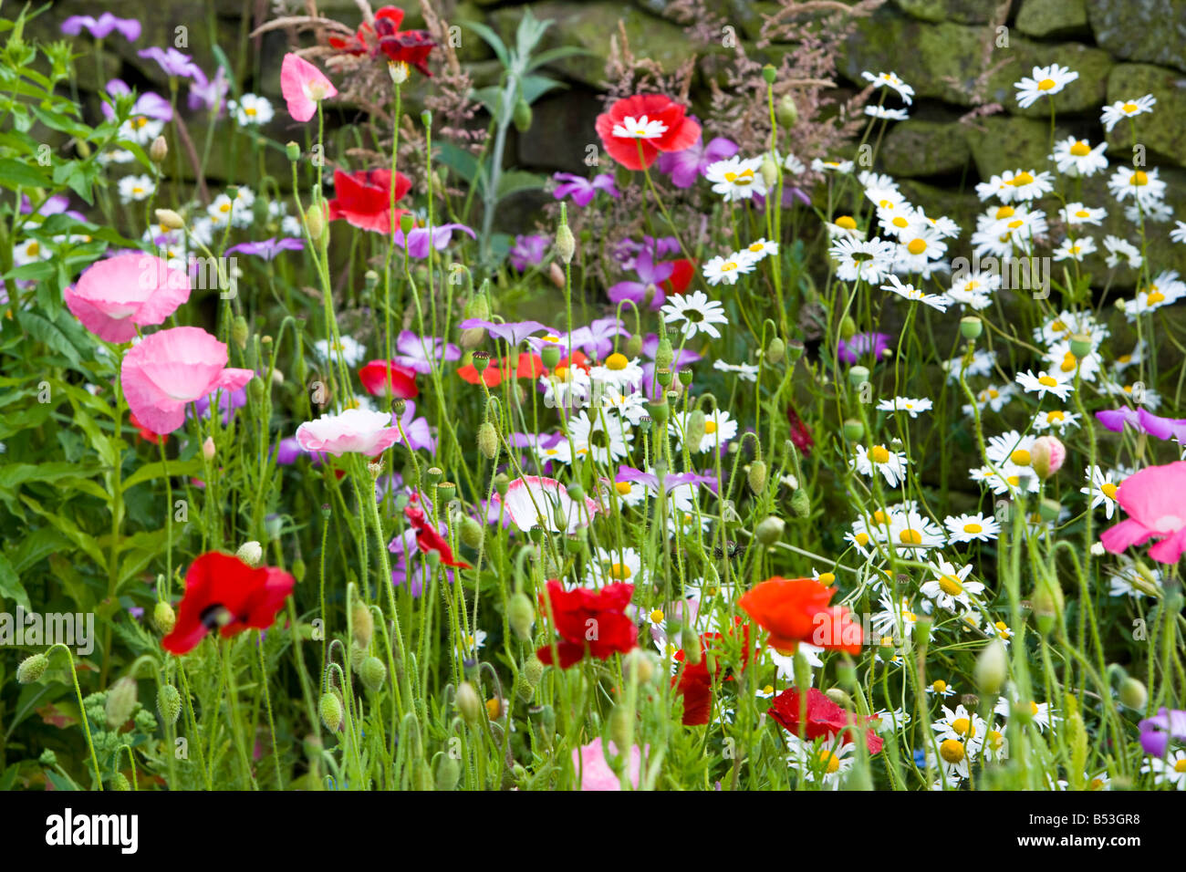 Poppies growing in with weeds hi-res stock photography and images - Alamy