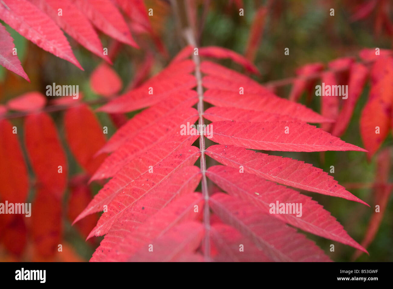 The stunning Staghorn Sumac Rhus typhina in Autumn colour Stock Photo