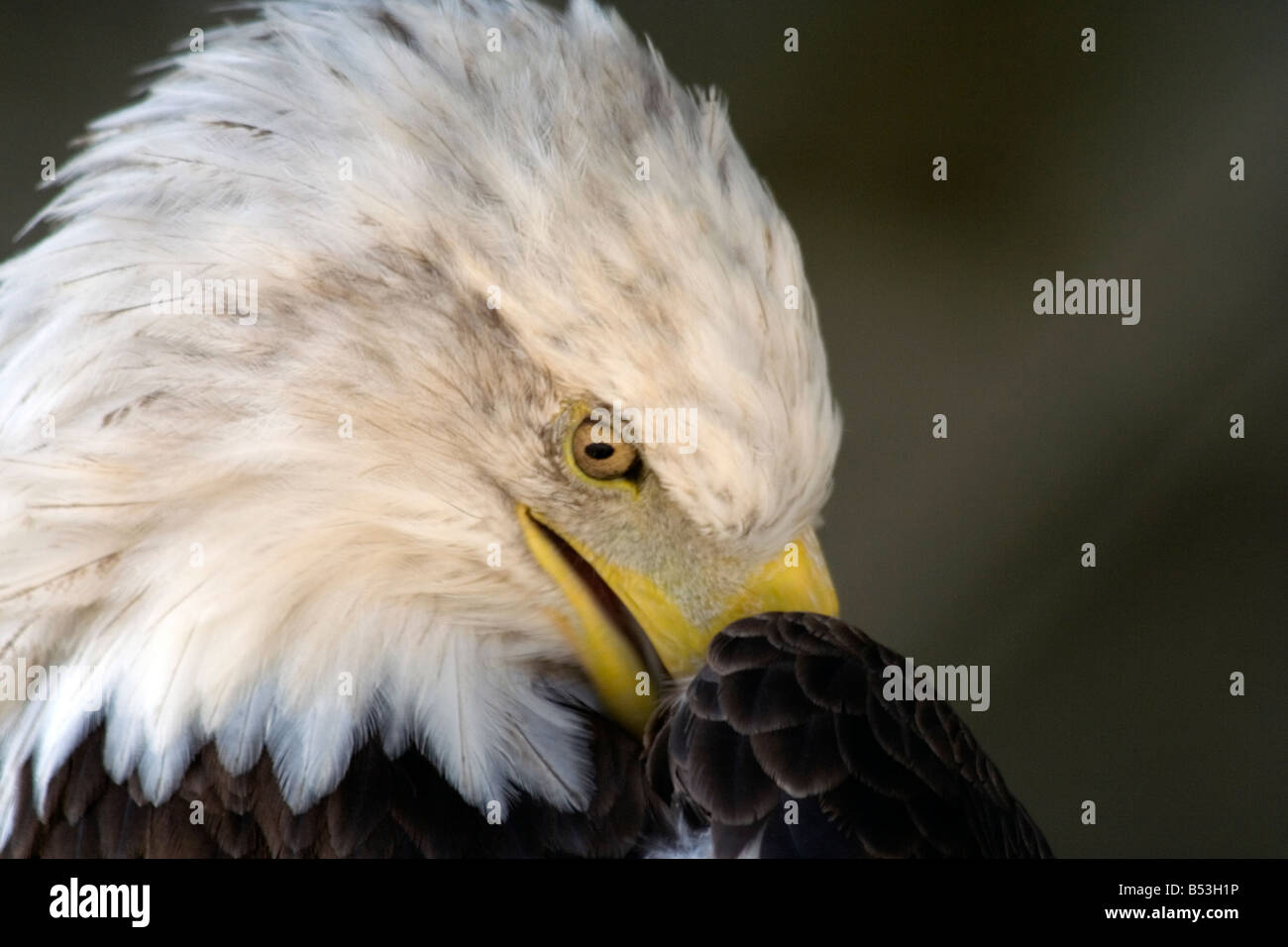The Bald Eagle (Haliaeetus leucocephalus Stock Photo - Alamy