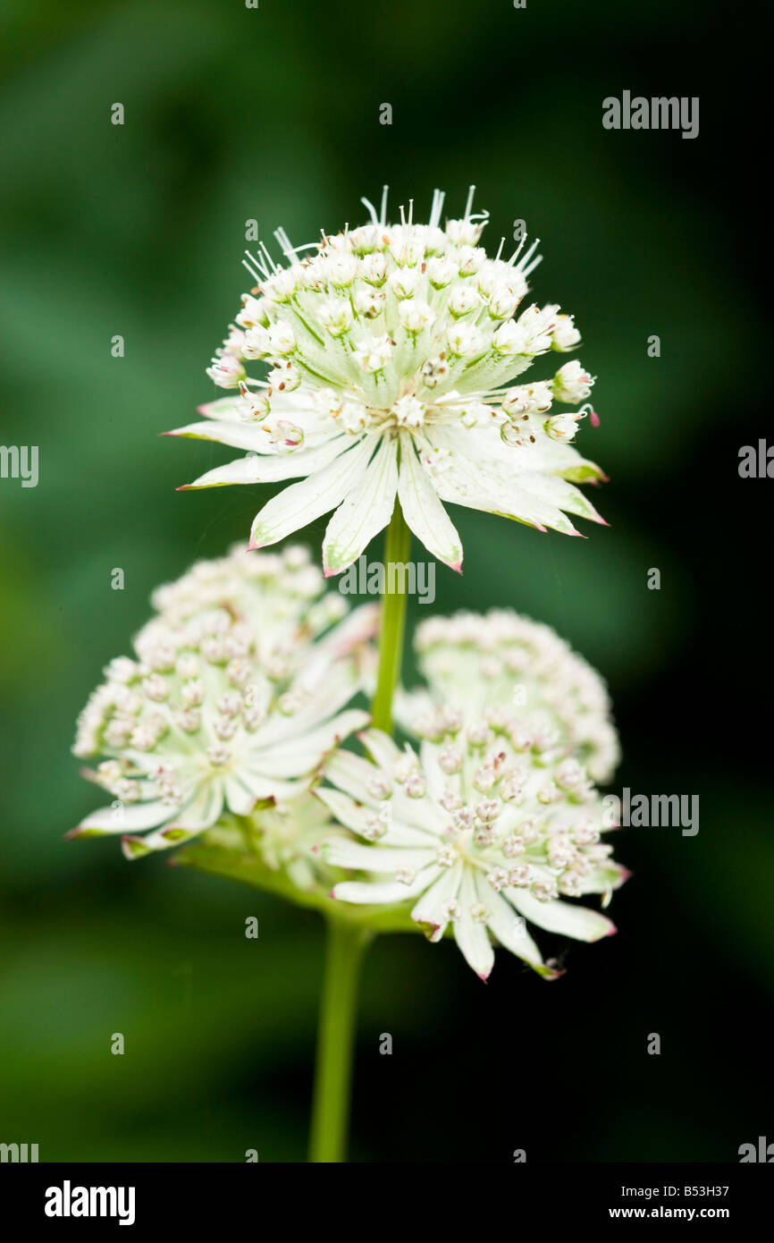 Astrantia major, Cypress House Garden, Lancashire Stock Photo