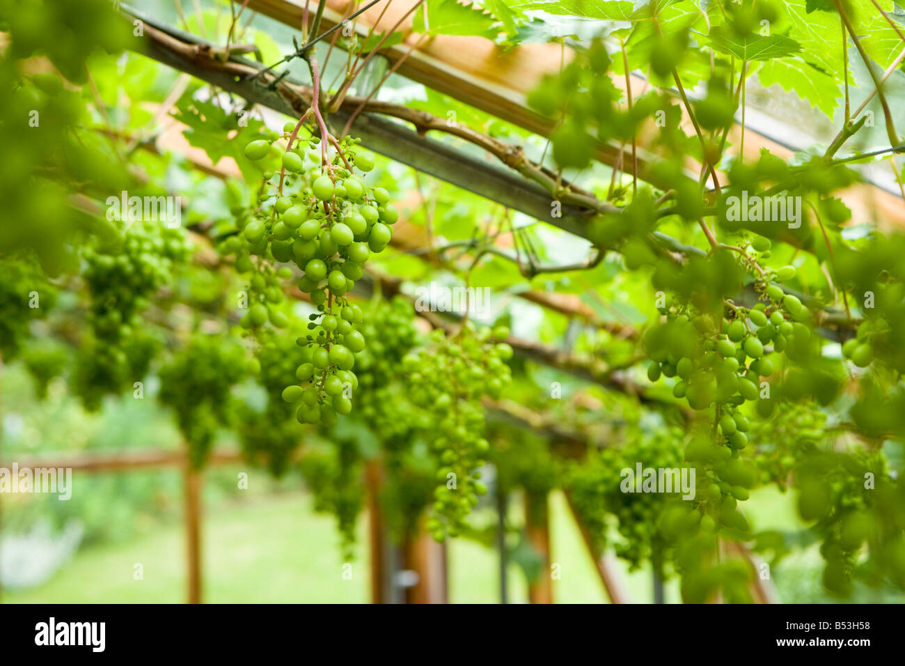 Unknown grape variety growing in a Lancashire conservatory Stock Photo