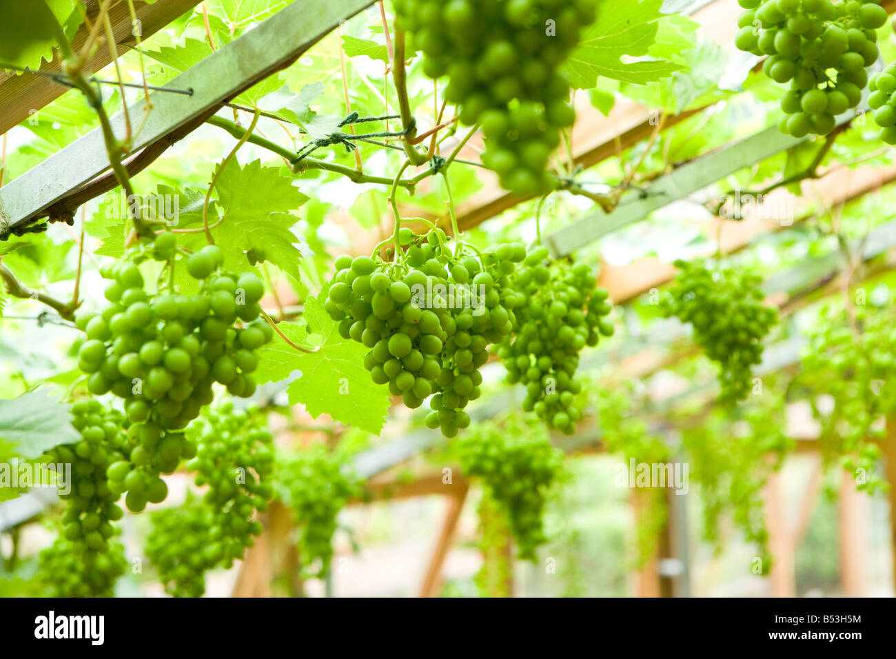 Grapevine In A Greenhouse High Resolution Stock Photography and Images