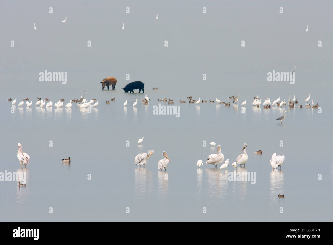 Flamingos and Pelicans flocks in Kerkini Lake, Greece Stock Photo