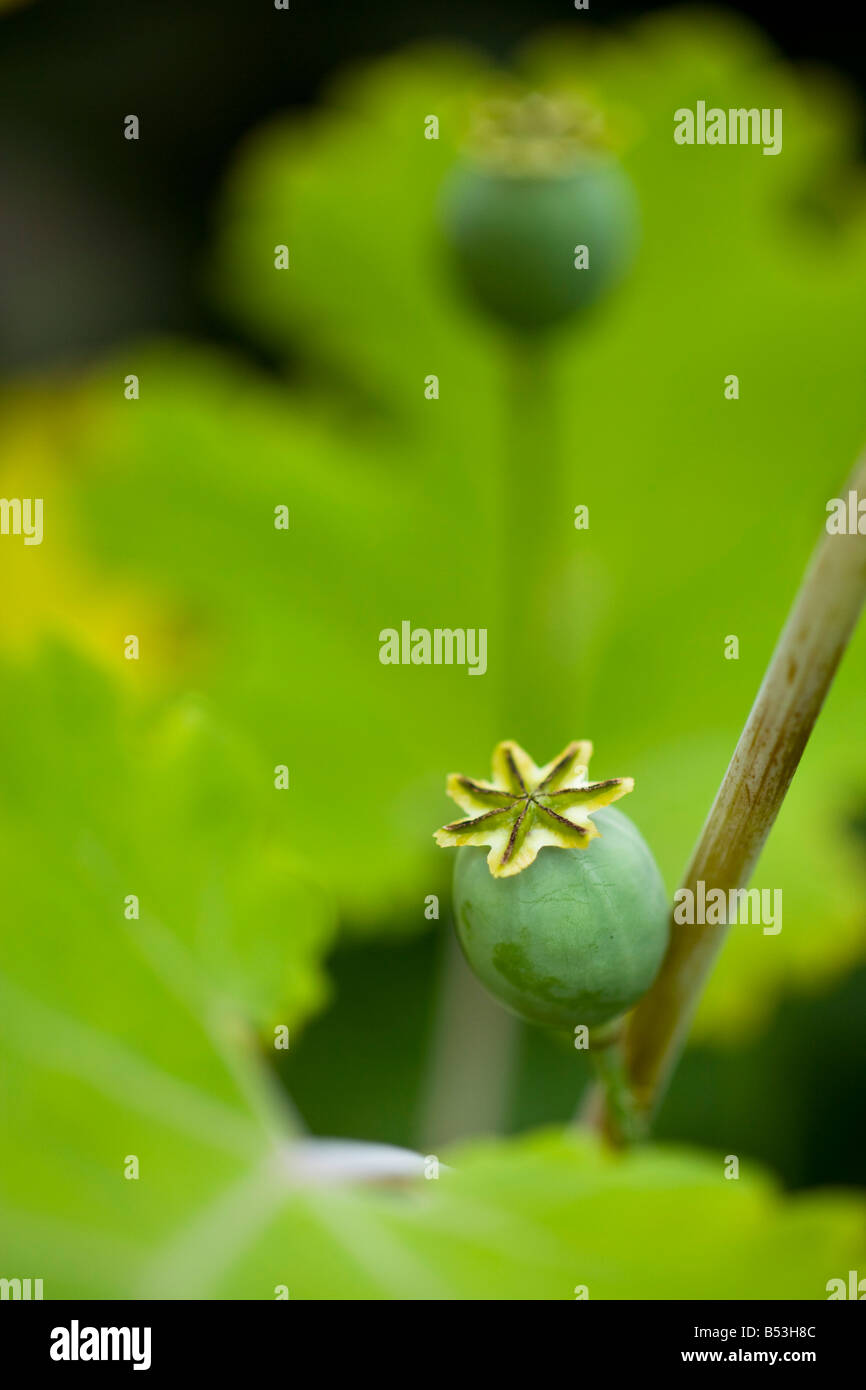 seedhead of poppy Stock Photo