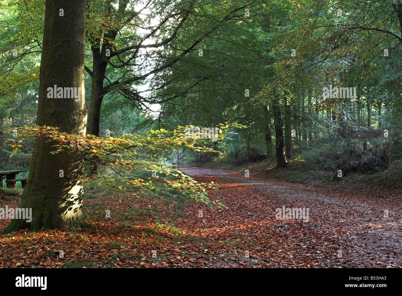 Autumn pathway in West Woods, Wiltshire, England, UK Stock Photo