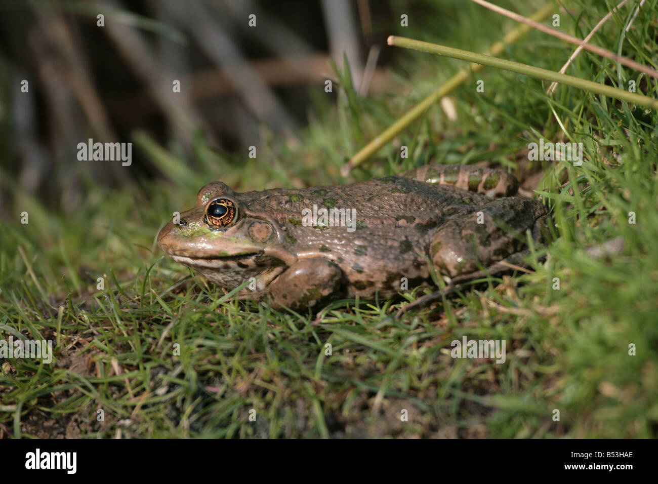 Marsh Frog Rana ridibunda Stock Photo