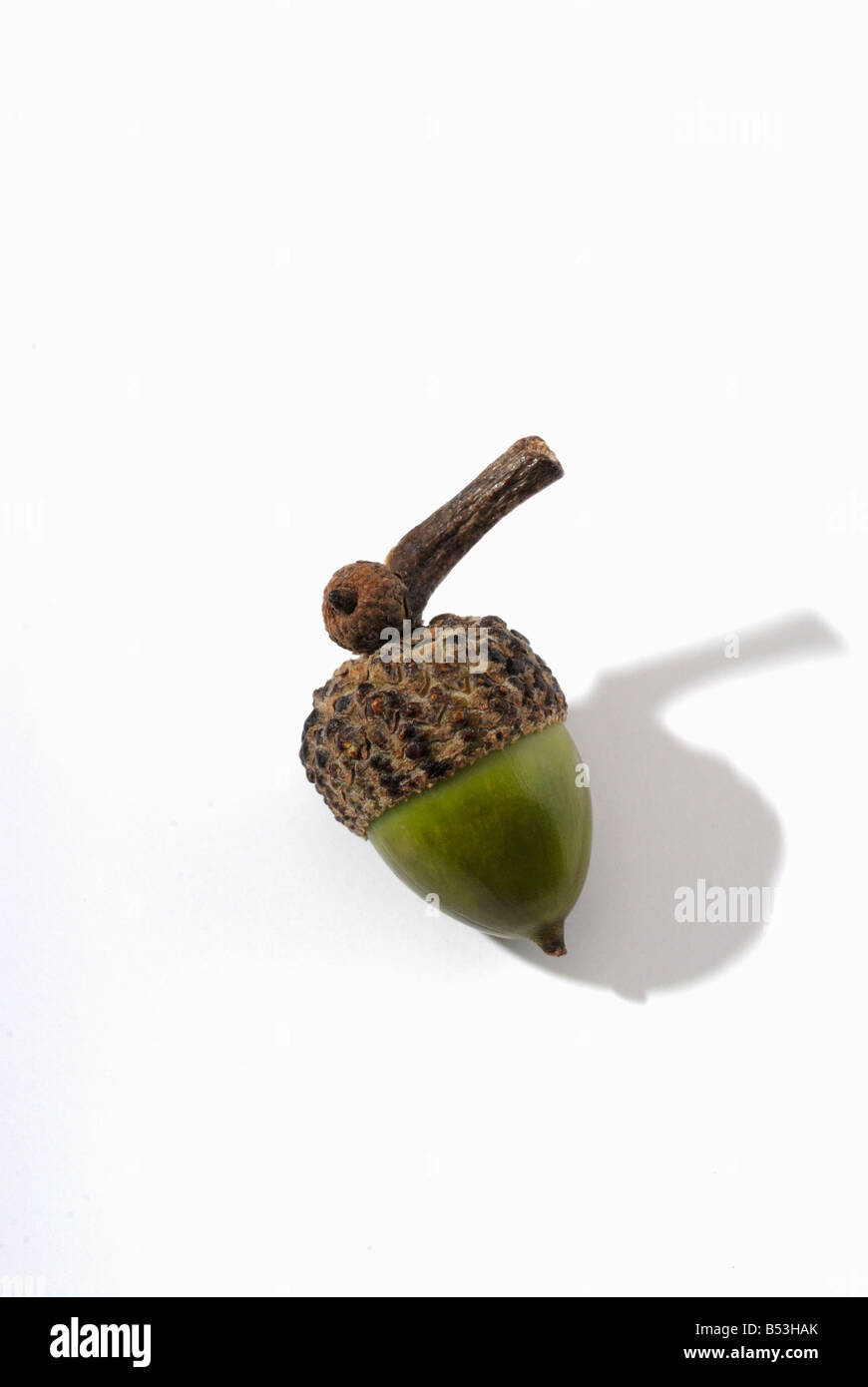 Acorn nut from an Oak tree Stock Photo