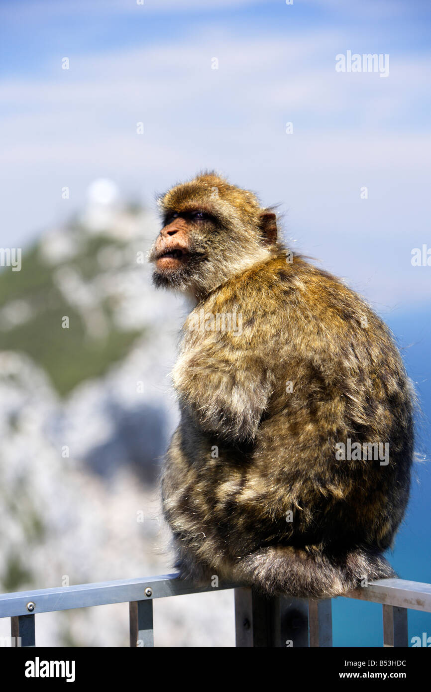Barbary macaque, Macaca sylvanus, sitting on railing, Gibraltar Stock Photo