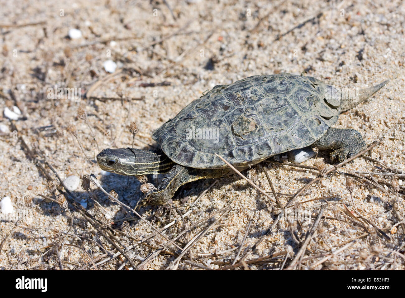 Balkan Terrapin, Mauremys rivulata Stock Photo - Alamy