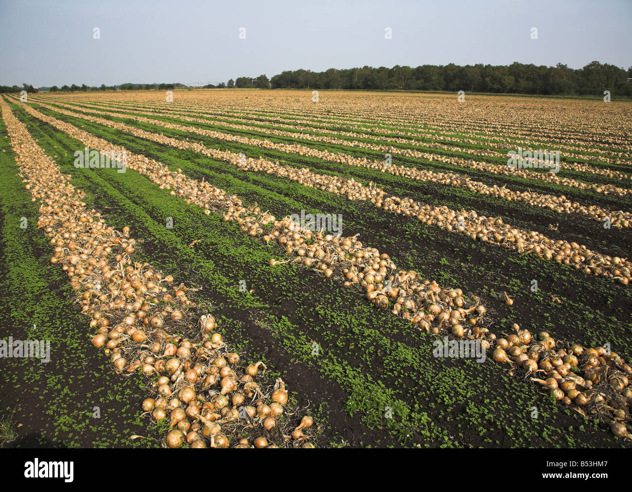 Onion field harvesting hi-res stock photography and images - Alamy