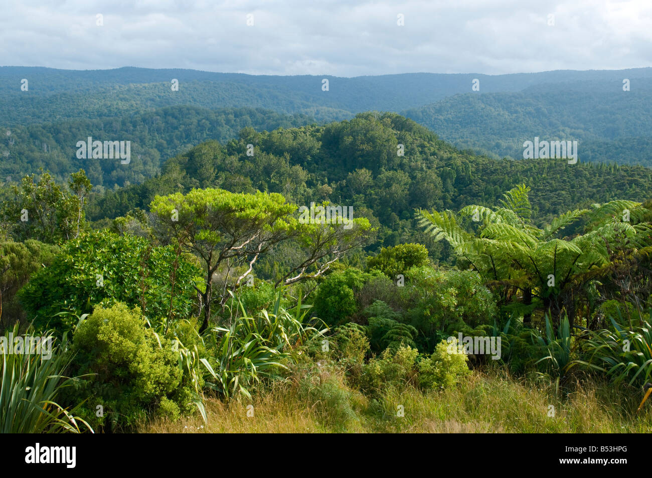 Waipoua Kauri Forest, North Island, New Zealand Stock Photo Alamy