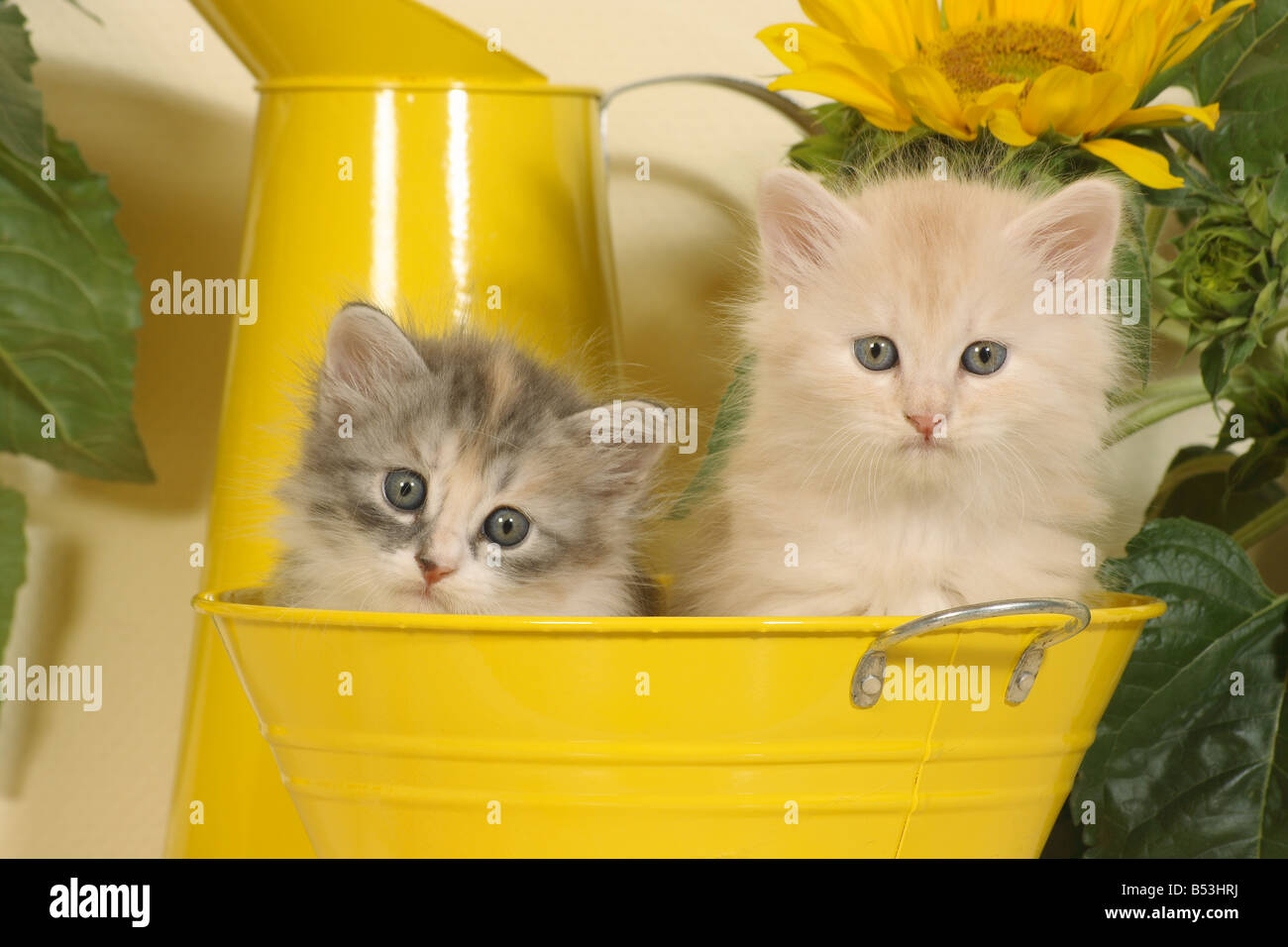 Siberian forest cat two kittens sitting in bucket Stock Photo Alamy