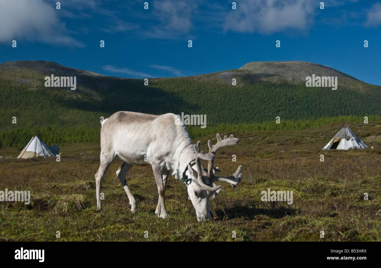 Reindeer in the tsaatan encampment Northern Mongolia Stock Photo