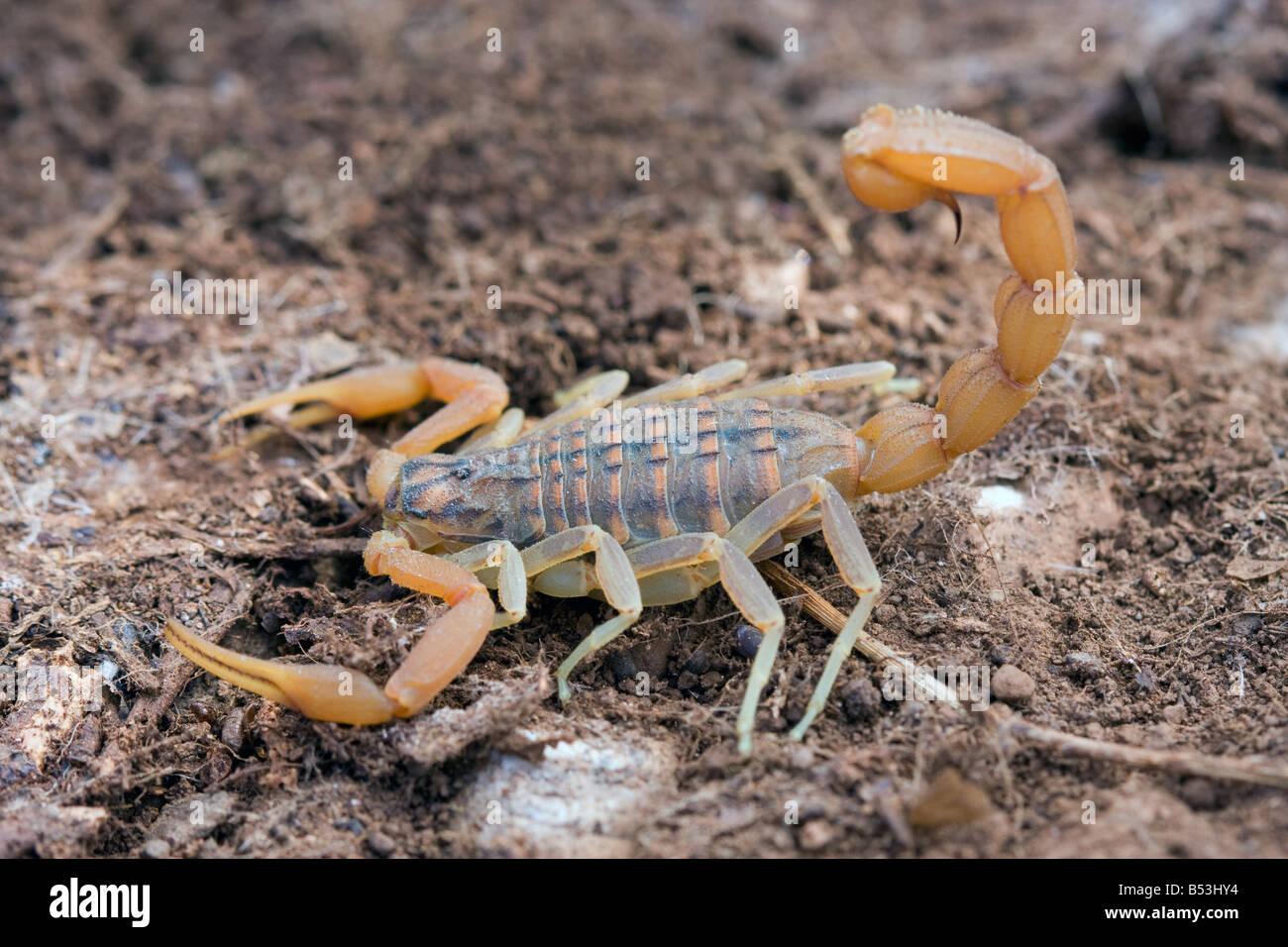 Common European Scorpion, Buthus occitanus Stock Photo