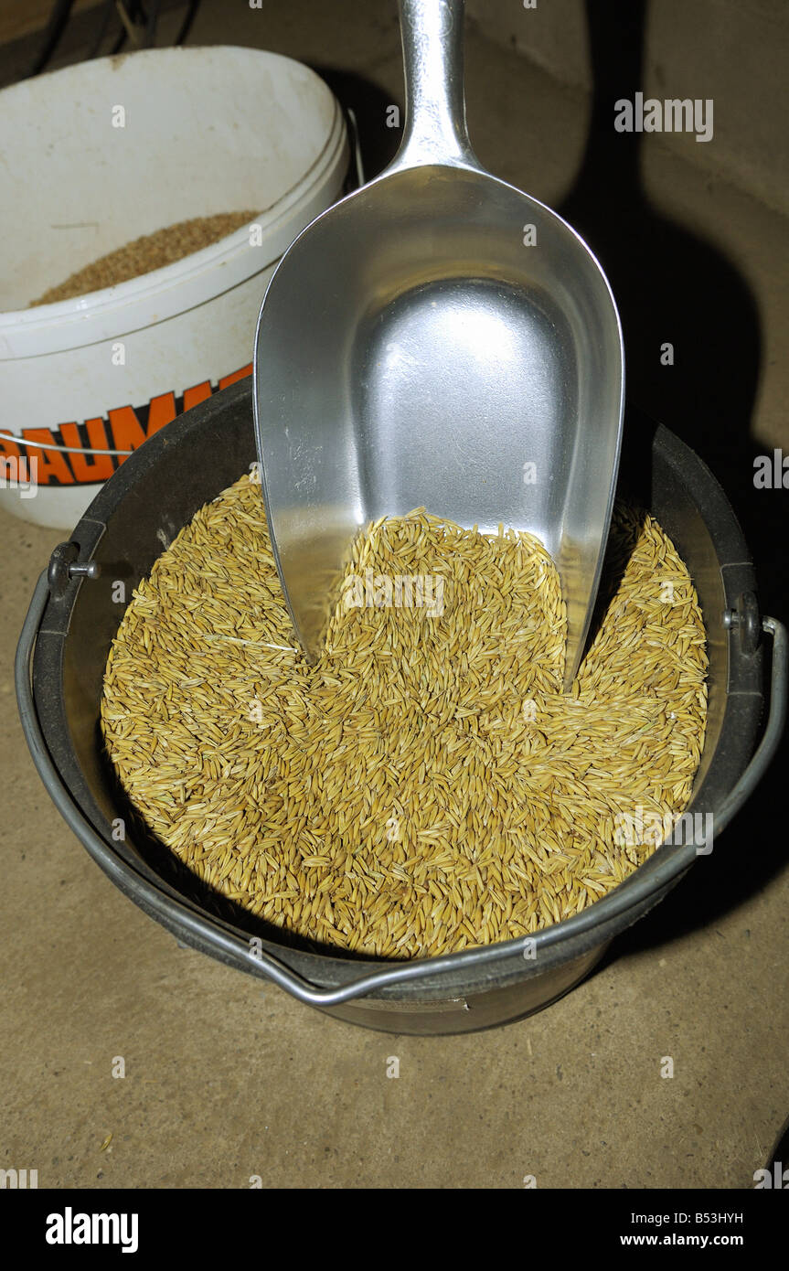 Horse oats hires stock photography and images Alamy