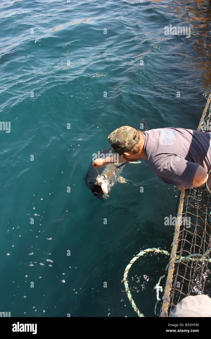 tuna being hand fed at a tuna farm in south australia with high resolution photography Stock Photo