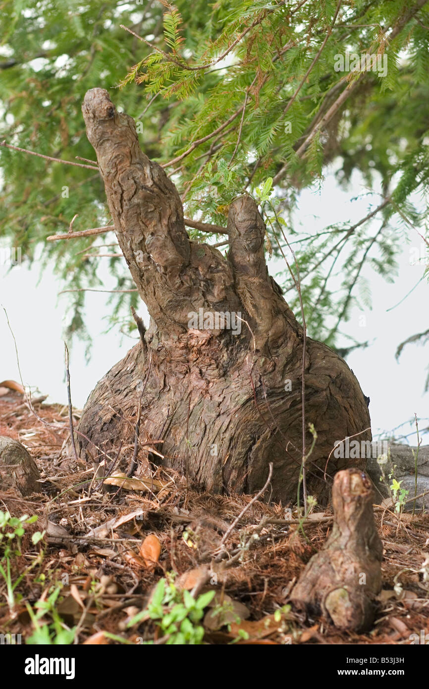 Cypress knee from a Cypress tree in New Orleans. Stock Photo