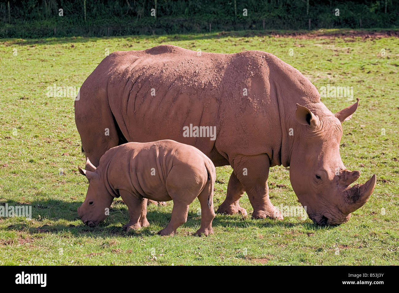Mother and Baby Rhino Stock Photo
