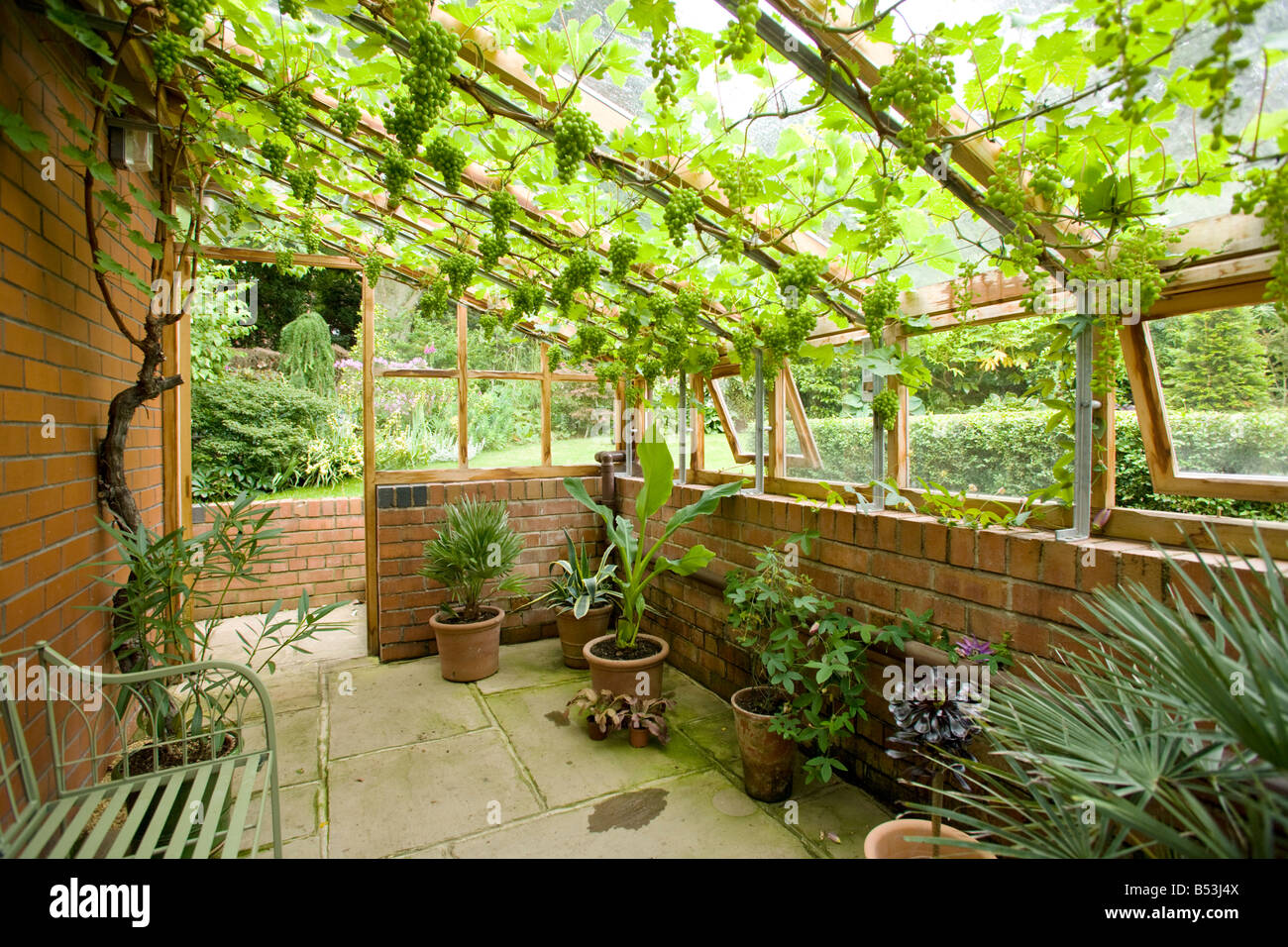 Grapevine in a greenhouse hires stock photography and images Alamy