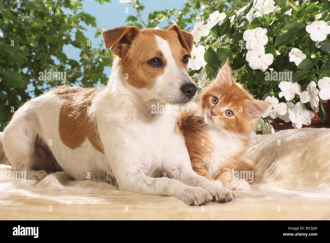 animal friendship Jack Russell Terrier and Maine Coon kitten Stock
