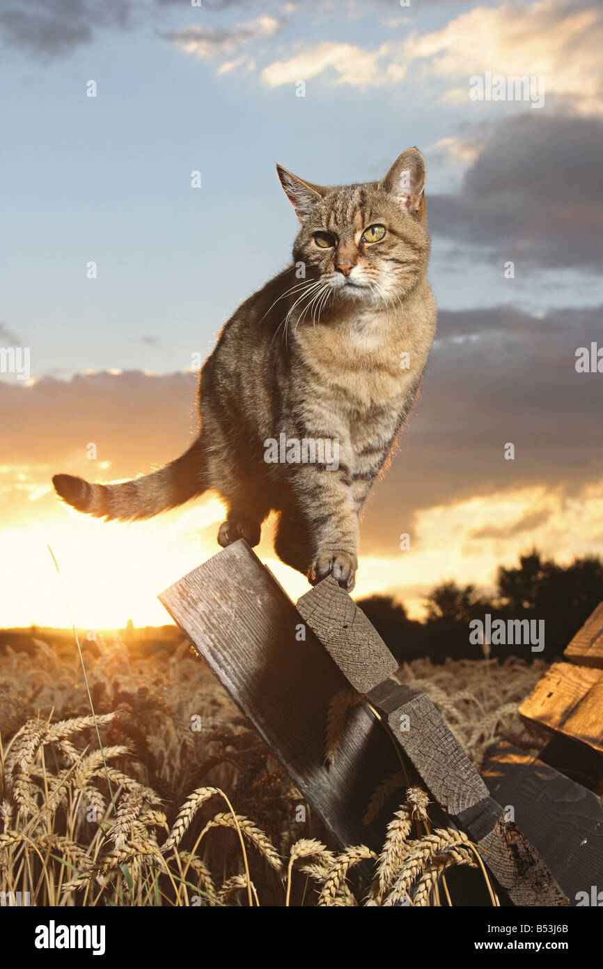 tabby domestic cat - standing on wooden board Stock Photo