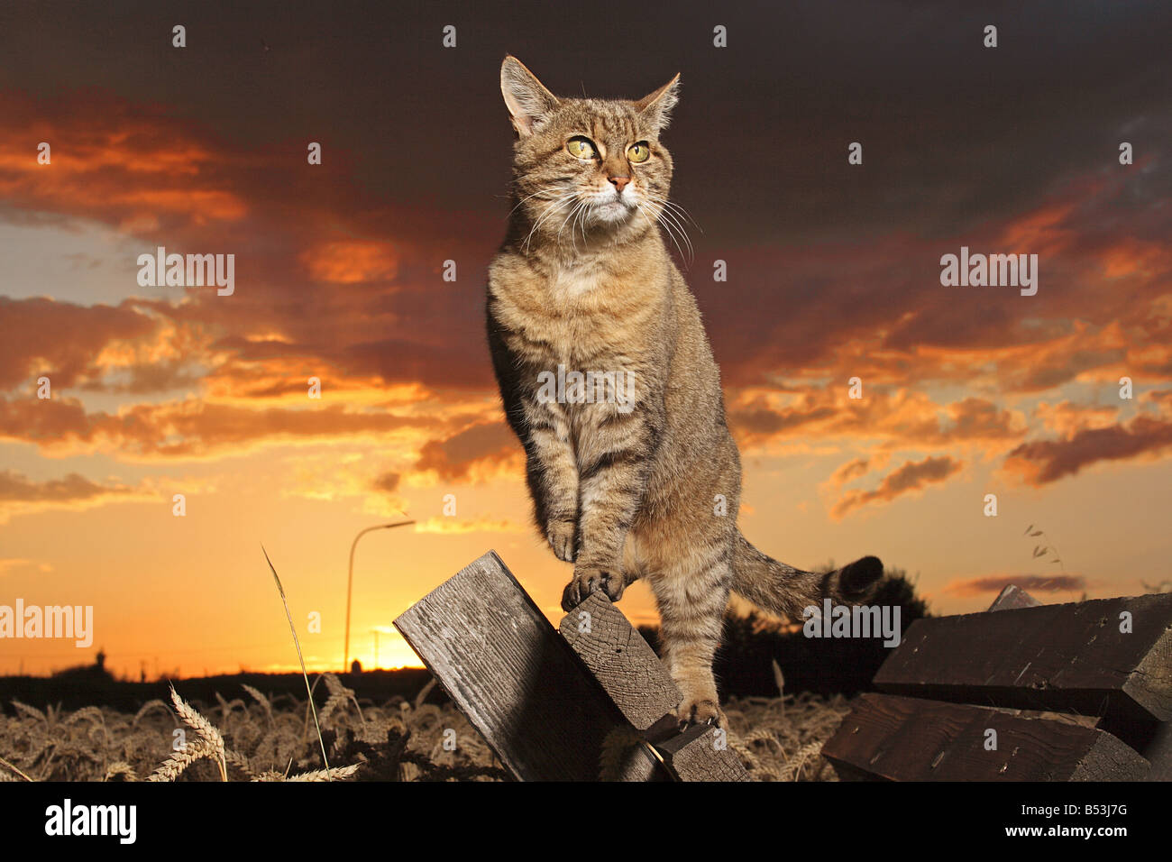 tabby domestic cat - standing on wooden board Stock Photo