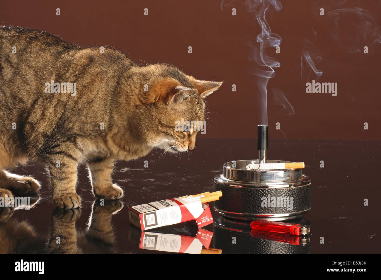 tabby domestic cat in front of burning cigarette Stock Photo