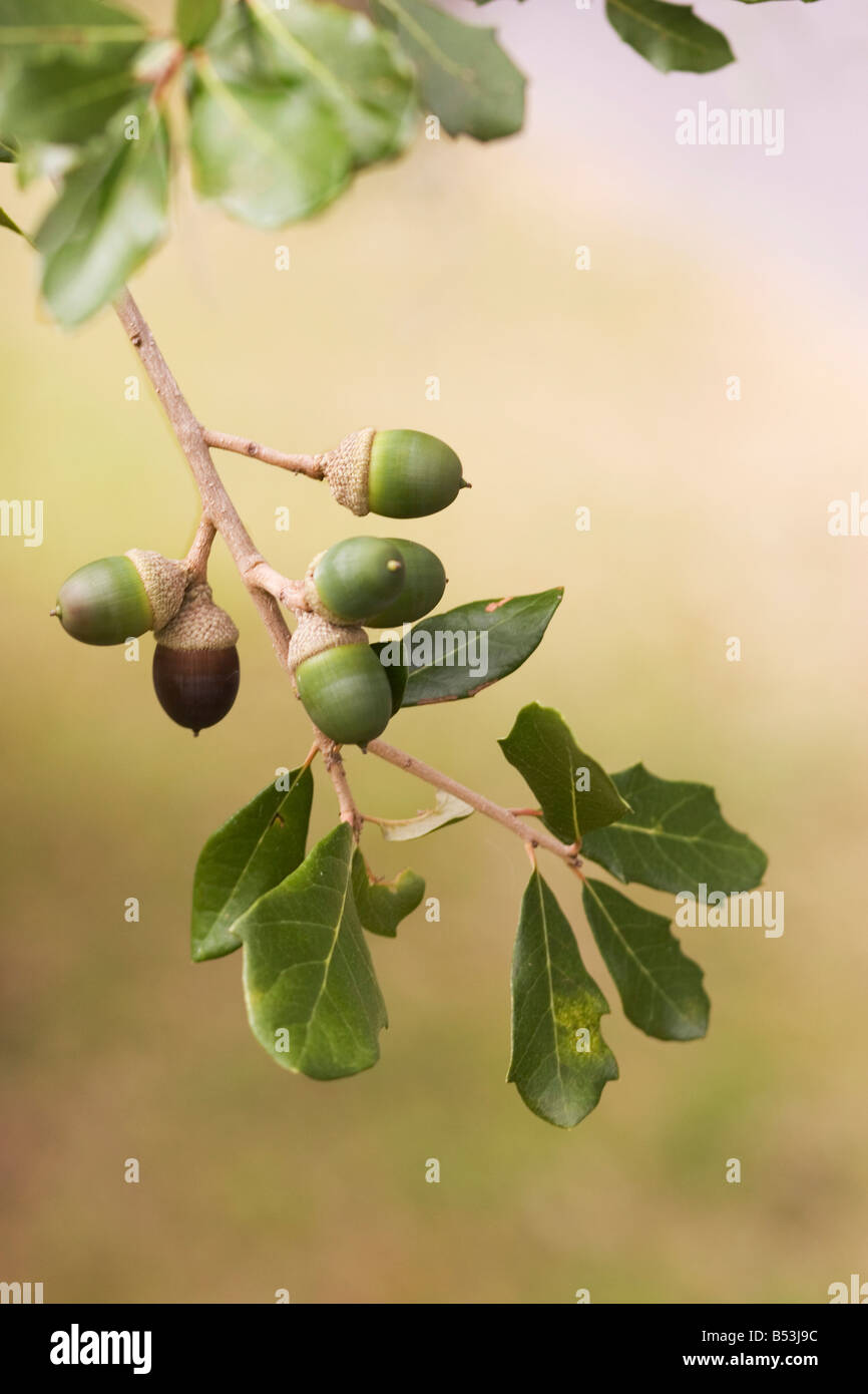 Closeup of Live Oak tree branch with cluster of acorns. Stock Photo