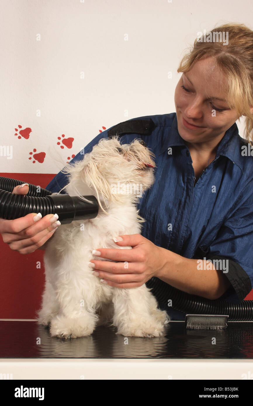 Maltese dog being blow dried hires stock photography and images Alamy