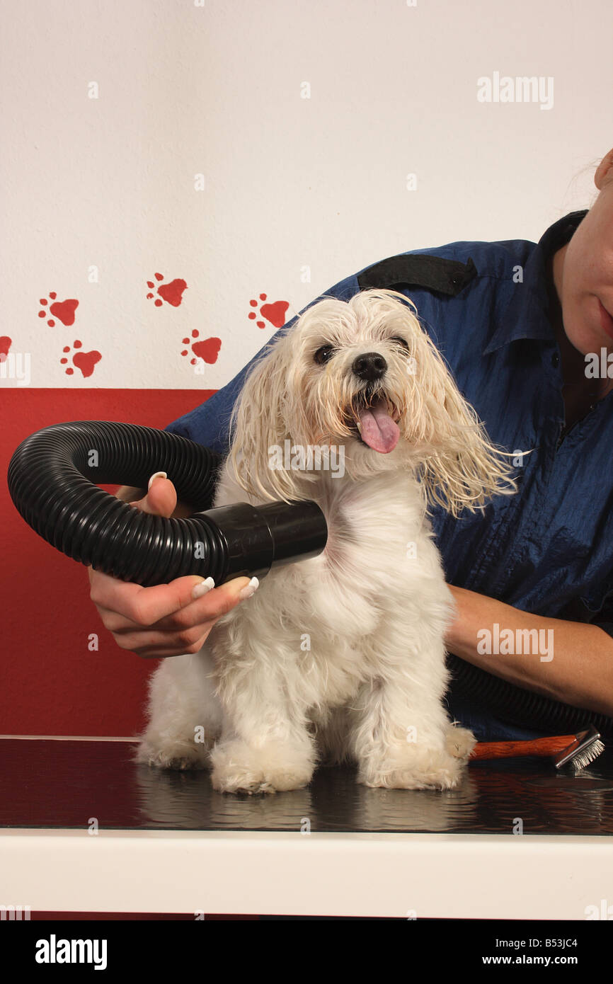 Maltese dog being blowdried Stock Photo Alamy