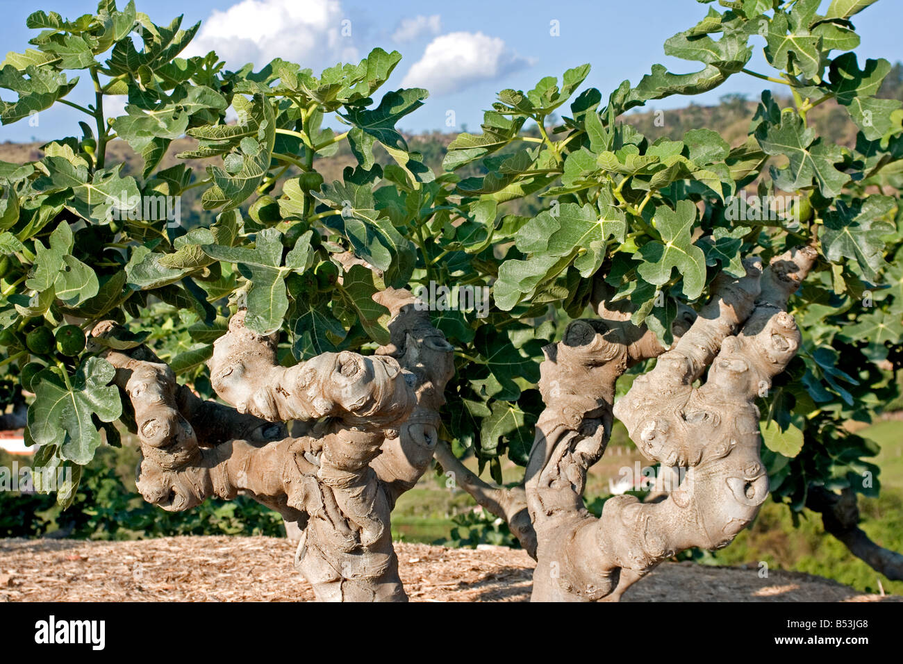 Fig Orchard Stock Photo Alamy