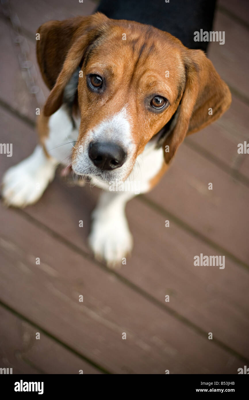A young beagle dog looking at the camera out of curiosity Stock Photo